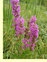 Дербенник плакун (Lythrum salicaria L) Дербенник плакун (Lythrum salicaria L)